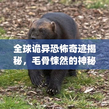 全球诡异恐怖奇迹揭秘，毛骨悚然的神秘地点探寻之旅