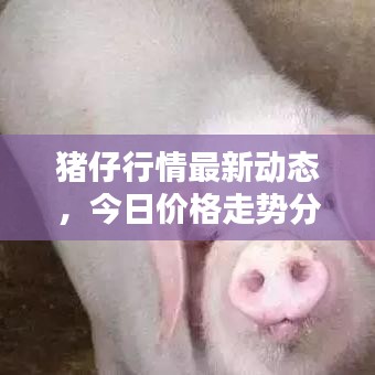 猪仔行情最新动态，今日价格走势分析与未来预测