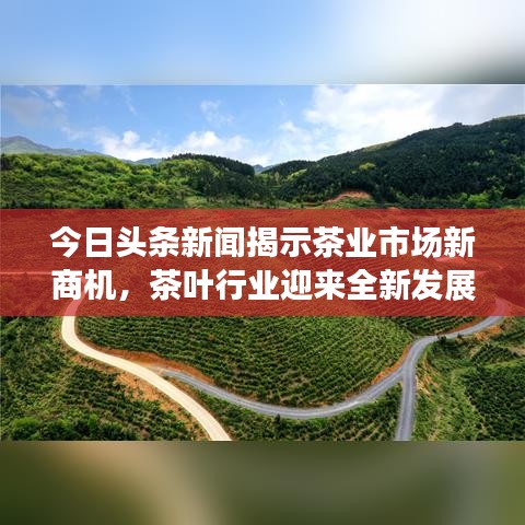 今日头条新闻揭示茶业市场新商机，茶叶行业迎来全新发展机遇