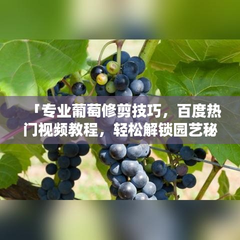 「专业葡萄修剪技巧，百度热门视频教程，轻松解锁园艺秘籍！」