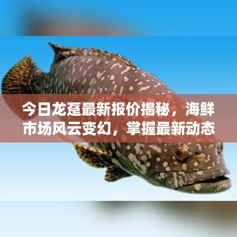 今日龙趸最新报价揭秘,海鲜市场风云变幻,掌握最新动态!