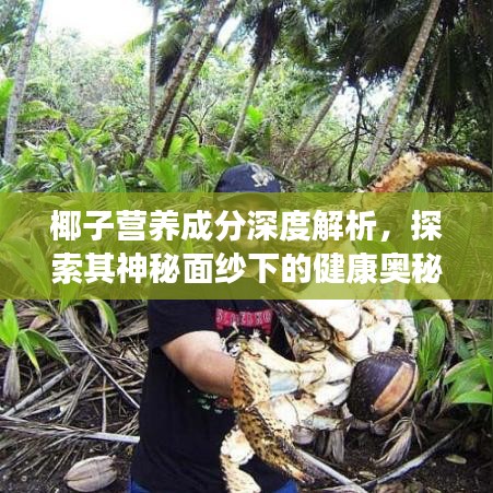 椰子营养成分深度解析，探索其神秘面纱下的健康奥秘