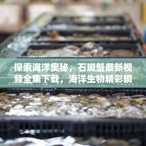 探索海洋奥秘，石斑蟹最新视频全集下载，海洋生物精彩瞬间一网打尽