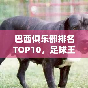 巴西俱乐部排名TOP10，足球王国顶级力量揭秘
