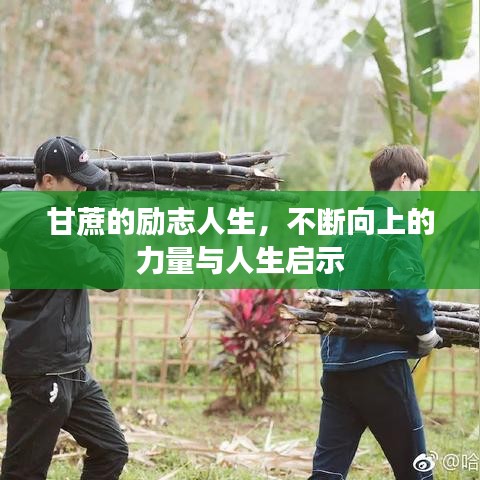 甘蔗的励志人生，不断向上的力量与人生启示