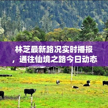 林芝最新路况实时播报，通往仙境之路今日动态查询表