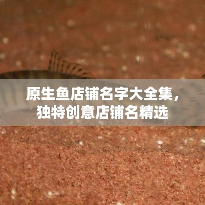 原生鱼店铺名字大全集，独特创意店铺名精选