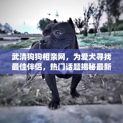 武清狗狗相亲网，为爱犬寻找最佳伴侣，热门话题揭秘最新消息