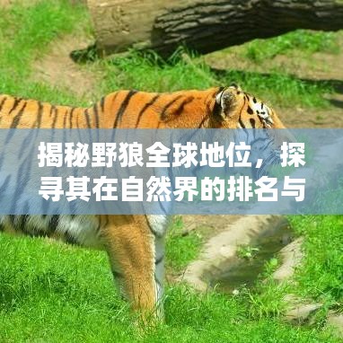 揭秘野狼全球地位，探寻其在自然界的排名与地位