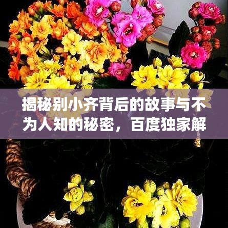 揭秘别小齐背后的故事与不为人知的秘密，百度独家解析