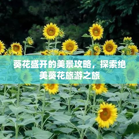 葵花盛开的美景攻略，探索绝美葵花旅游之旅