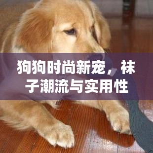 狗狗时尚新宠，袜子潮流与实用性的完美融合