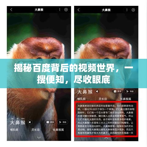 揭秘百度背后的视频世界，一搜便知，尽收眼底