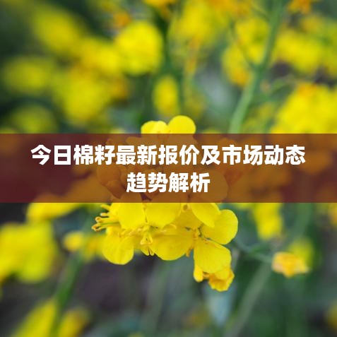 今日棉籽最新报价及市场动态趋势解析