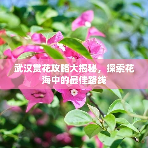 武汉赏花攻略大揭秘,探索花海中的最佳路线