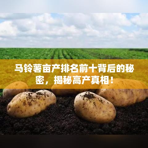 马铃薯亩产排名前十背后的秘密，揭秘高产真相！