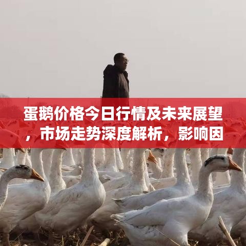 蛋鹅价格今日行情及未来展望，市场走势深度解析，影响因素揭秘！