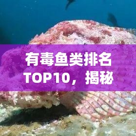 有毒鱼类排名TOP10，揭秘海洋中的潜在风险，警惕致命生物！