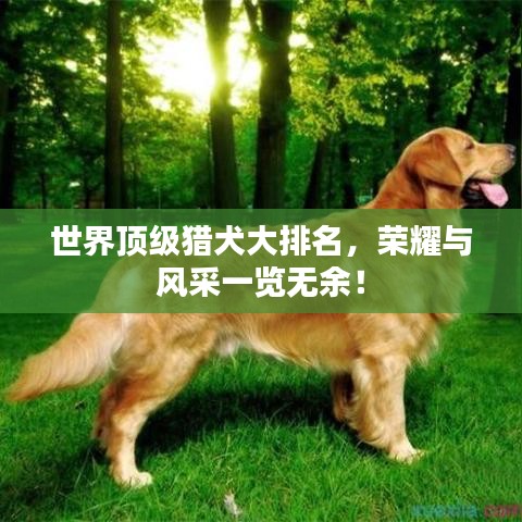 世界顶级猎犬大排名，荣耀与风采一览无余！