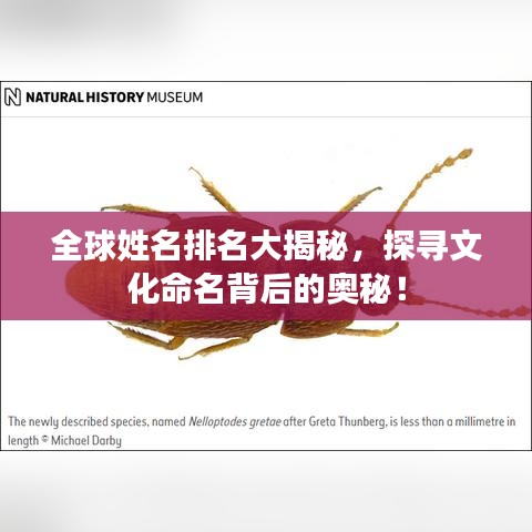 全球姓名排名大揭秘,探寻文化命名背后的奥秘!