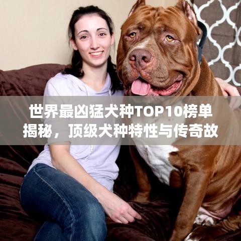 世界最凶猛犬种TOP10榜单揭秘，顶级犬种特性与传奇故事一网打尽！