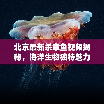 北京最新杀章鱼视频揭秘，海洋生物独特魅力的震撼瞬间
