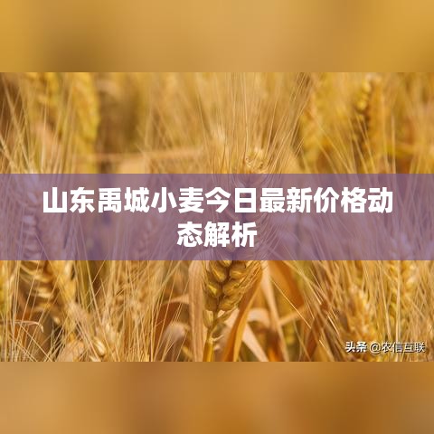 山东禹城小麦今日最新价格动态解析