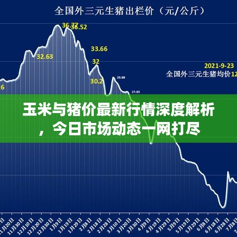 玉米与猪价最新行情深度解析，今日市场动态一网打尽