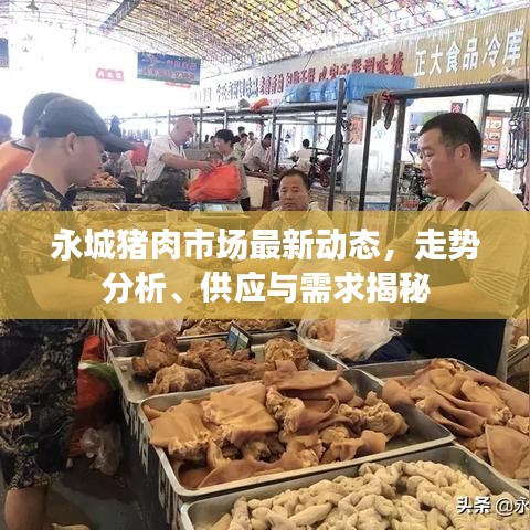 永城猪肉市场最新动态,走势分析、供应与需求揭秘