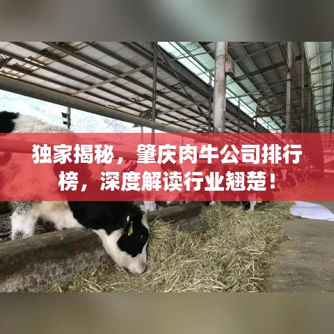 独家揭秘，肇庆肉牛公司排行榜，深度解读行业翘楚！