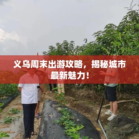 义乌周末出游攻略,揭秘城市最新魅力!