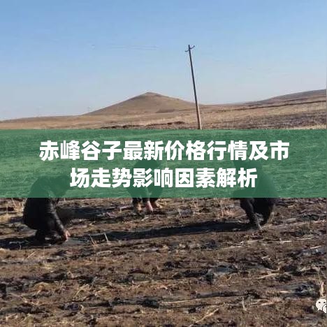 赤峰谷子最新价格行情及市场走势影响因素解析