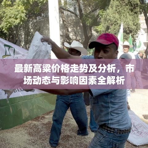 最新高粱价格走势及分析，市场动态与影响因素全解析
