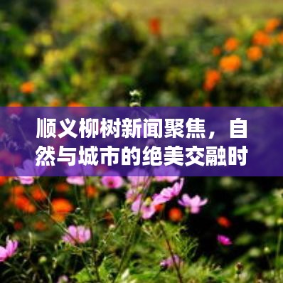 顺义柳树新闻聚焦，自然与城市的绝美交融时刻