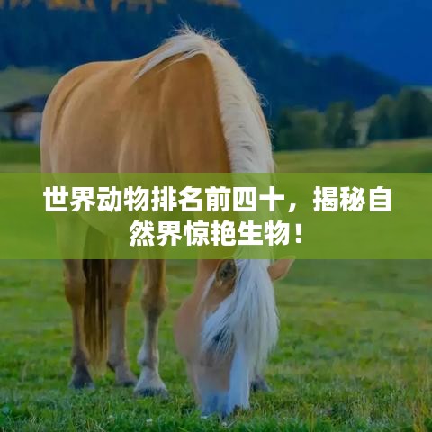 世界动物排名前四十，揭秘自然界惊艳生物！