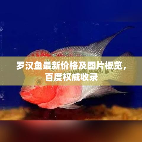 罗汉鱼最新价格及图片概览，百度权威收录