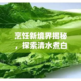 烹饪新境界揭秘，探索清水煮白菜的艺术之道