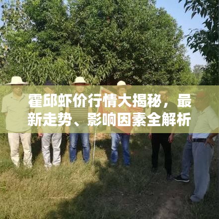 霍邱虾价行情大揭秘，最新走势、影响因素全解析