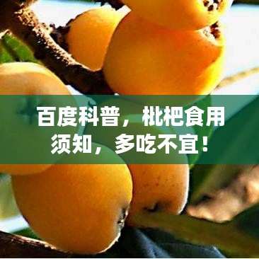 百度科普，枇杷食用须知，多吃不宜！