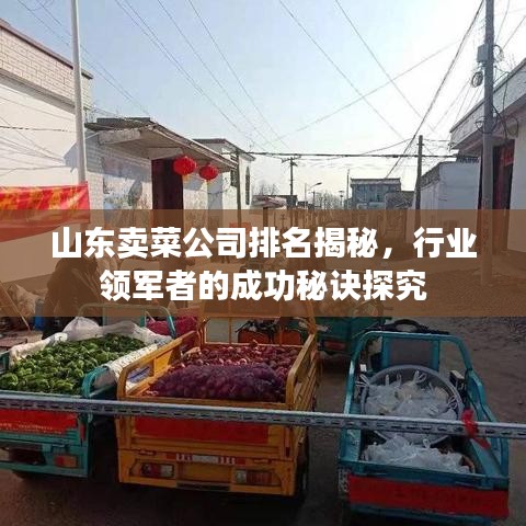 山东卖菜公司排名揭秘，行业领军者的成功秘诀探究