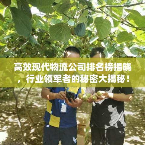 高效现代物流公司排名榜揭晓，行业领军者的秘密大揭秘！