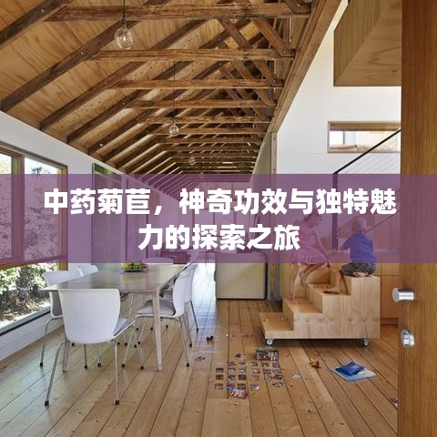 中药菊苣，神奇功效与独特魅力的探索之旅