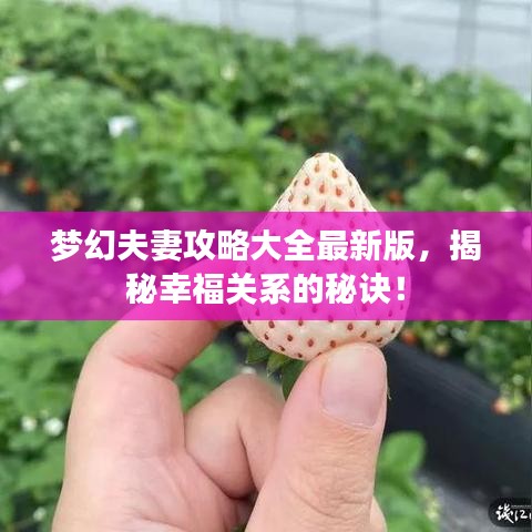 梦幻夫妻攻略大全最新版，揭秘幸福关系的秘诀！