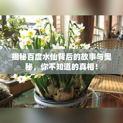 揭秘百度水仙背后的故事与奥秘，你不知道的真相！