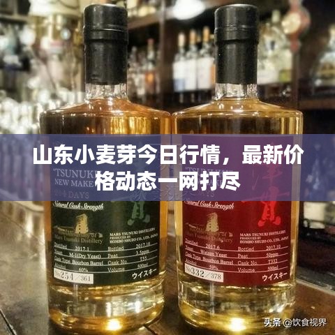 山东小麦芽今日行情，最新价格动态一网打尽