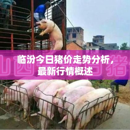 临汾今日猪价走势分析，最新行情概述