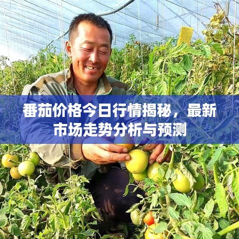 番茄价格今日行情揭秘，最新市场走势分析与预测