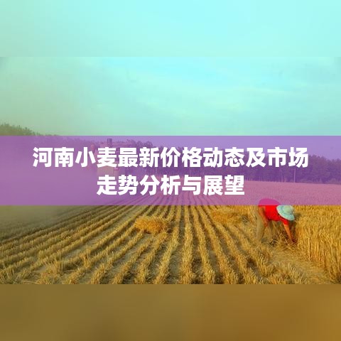 河南小麦最新价格动态及市场走势分析与展望