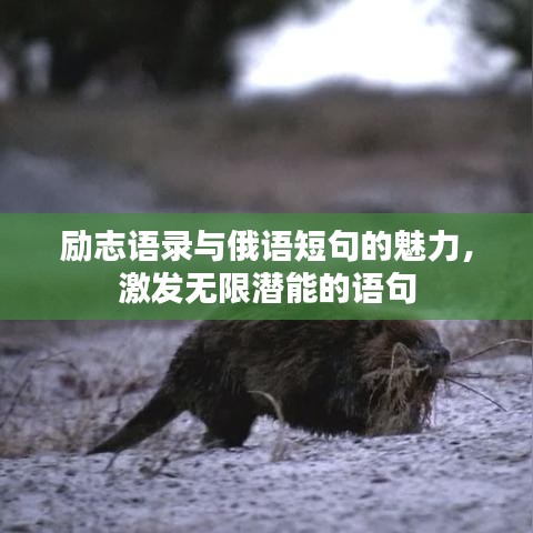 励志语录与俄语短句的魅力，激发无限潜能的语句