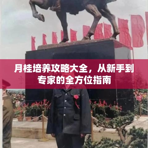 月桂培养攻略大全，从新手到专家的全方位指南